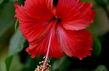 Hibiscus