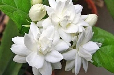 Jasmine